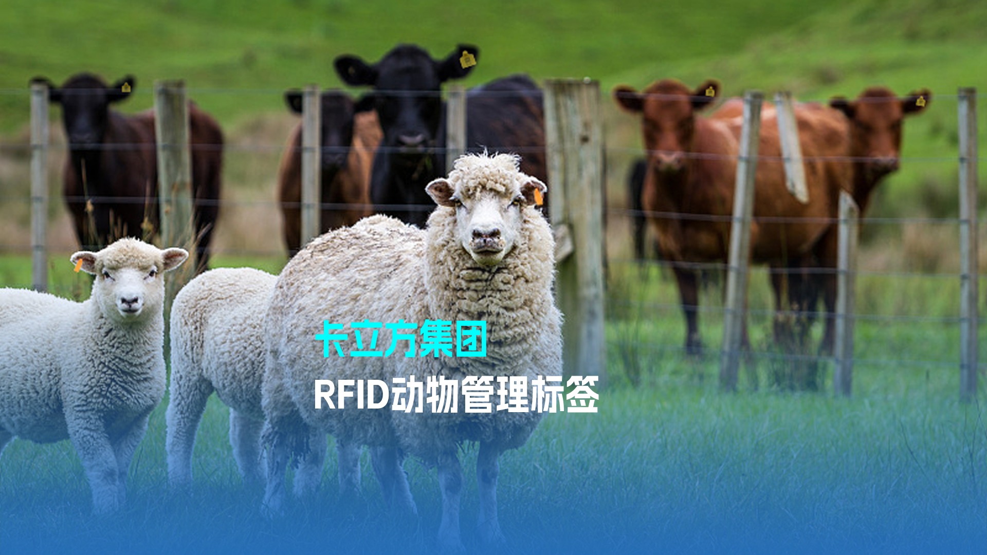 卡立方集團(tuán)RFID動(dòng)物管理標(biāo)簽 科技賦能現(xiàn)代畜牧業(yè)新篇章